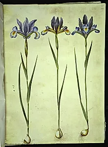Iris xiphium (spansk iris) by Hans Simon Holtzbecker