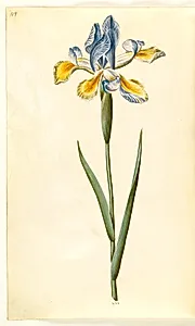 Iris xiphium (spansk iris) by Hans Simon Holtzbecker