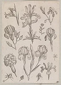 Iriser by Adriaen Collaert