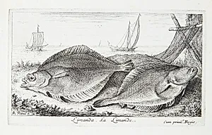 Ising (Limanda) by Albert Flamen