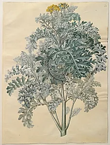 Jacobaea maritima (gråblad) by Hans Simon Holtzbecker