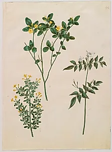 Jasminum odoratissimum (stue-jasmin); Jasminum fruticans (busk-jasmin); Jasminum grandiflorum (duft-jasmin) by Hans Simon Holtzbecker