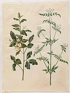 Jasminum odoratissimum (stue-jasmin); Jasminum officinale (læge-jasmin) by Hans Simon Holtzbecker