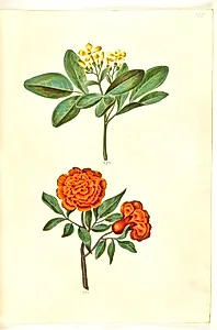 Jasminum odoratissimum (stue-jasmin); Punica granatum (granatæble) by Hans Simon Holtzbecker