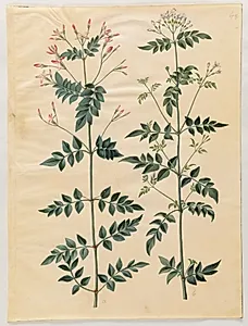 Jasminum officinale (læge-jasmin) by Hans Simon Holtzbecker