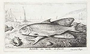 Jomfrufisk (Pulchella, olim trichis) by Albert Flamen