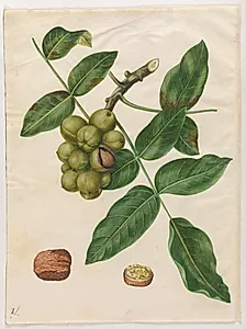 Juglans regia (almindelig valnød) by Hans Simon Holtzbecker