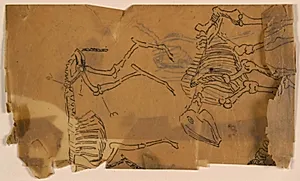 Kalke med dyreskeletter by Niels Larsen Stevns