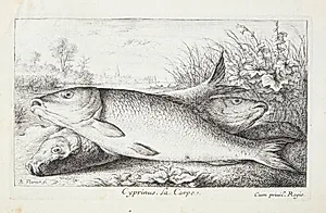 Karpen (Cyprinus) by Albert Flamen