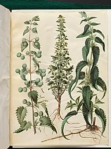 Kksgb2950/65 Urtica pilulifera (romersk nælde); Urtica urens (liden nælde); Urtica dioica (stor nælde) by Hans Simon Holtzbecker