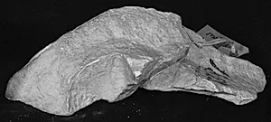 Knælende lapith, fragment by Ubekendt