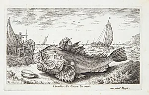 Knurhane (Cuculus) by Albert Flamen
