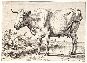 Ko med krøllede horn by Paulus Potter