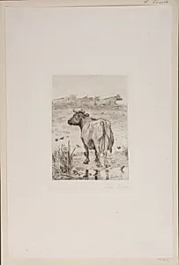 Ko ved et vandhul