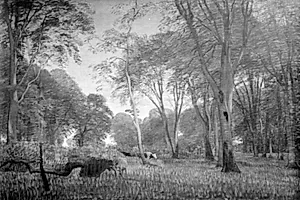 Køer i en skov ved aften by P.C. Skovgaard