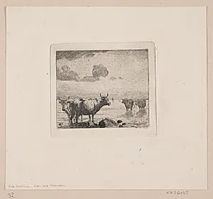 Køer ved stranden