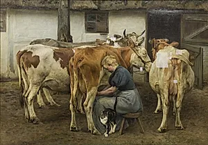 Køerne malkes. Vestjylland