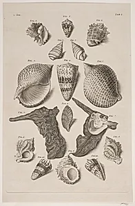 Konkylier. Planche 1 by Franz Michael Regenfuss