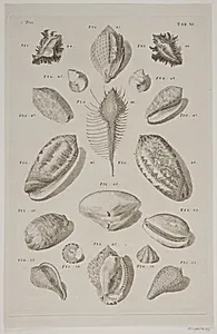 Konkylier. Planche 11 by Franz Michael Regenfuss