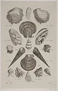 Konkylier. Planche 12 by Franz Michael Regenfuss