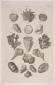 Konkylier. Planche 2 by Franz Michael Regenfuss