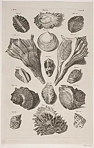 Konkylier. Planche 3 by Franz Michael Regenfuss