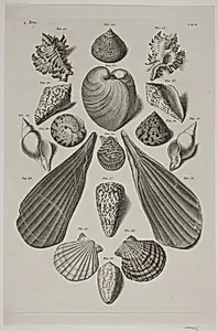 Konkylier. Planche 4 by Franz Michael Regenfuss