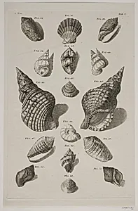 Konkylier. Planche 5 by Franz Michael Regenfuss