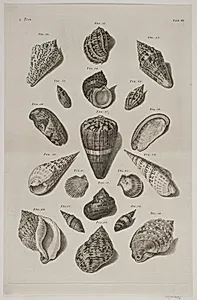 Konkylier. Planche 6 by Franz Michael Regenfuss