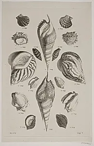 Konkylier. Planche 7 by Franz Michael Regenfuss
