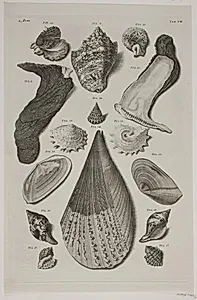 Konkylier. Planche 8 by Franz Michael Regenfuss