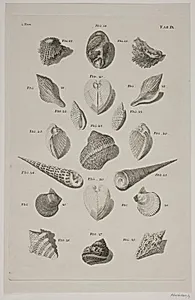 Konkylier. Planche 9 by Franz Michael Regenfuss