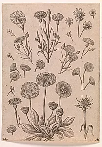Kornblomster by Adriaen Collaert