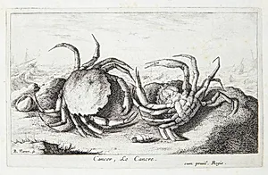 Krabben (Cancer) by Albert Flamen