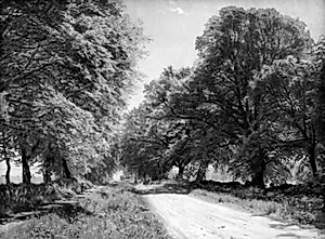 Krogerup Allé. Eftermiddag by Godfred Christensen