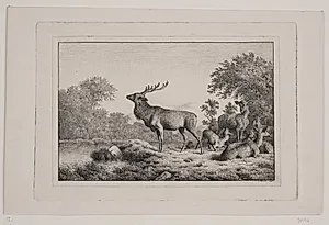 Kronhjorte by Carl Frederik Bartsch