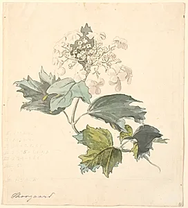 Kvalkved (Viburnum). by P.C. Skovgaard