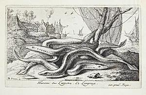 Lampret (Muraena siue Lampetra) by Albert Flamen