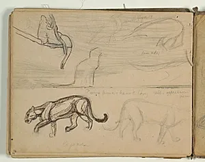 Landskabsskitser og skitser af puma, kuguar og fugl. Notater by Niels Larsen Stevns