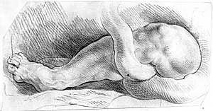 Laokoon. Laokoons højre ben by Willem Panneels