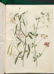 Lathyrus sylvestris (skov-fladbælg); Lathyrus tuberosus (knold-fladbælg) by Hans Simon Holtzbecker