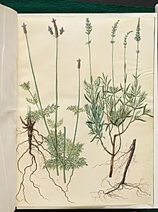 Lavandula multifida (aks-lavendel); Lavandula angustifolia (ægte lavendel) by Hans Simon Holtzbecker