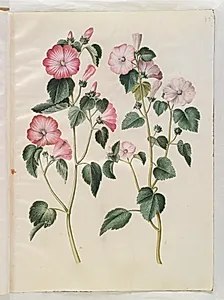 Lavatera trimestris (mamelukærme) by Hans Simon Holtzbecker