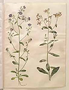 Legousia speculum-veneris (ægte venusspejl); Hesperis tristis (natviol) by Hans Simon Holtzbecker