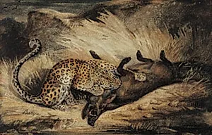 Leopard æder et vildsvin