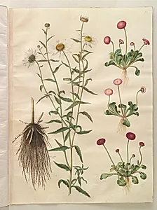 Leucanthemum vulgare (hvid okseøje); Bellis perennis (almindelig tusindfryd) by Hans Simon Holtzbecker