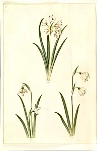 Leucojum aestivum (sommer-hvidblomme); Galanthus nivalis (almindelig vintergæk); Leucojum vernum (dorotealilje) by Hans Simon Holtzbecker