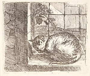 Liggende kat i et vindue