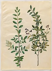 Ligustrum vulgare (almindelig liguster) by Hans Simon Holtzbecker