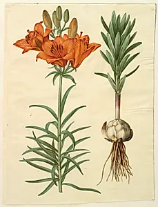 Lilium bulbiferum (brand-lilje) by Hans Simon Holtzbecker